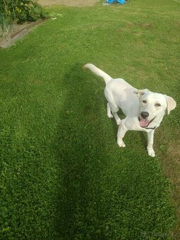 Daruji do drobných rukou - 3