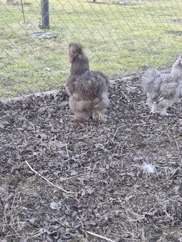 Hedvábnička kohout - 3