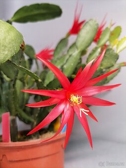 Schlumbergera - Velikonoční kaktus - řízky - 3