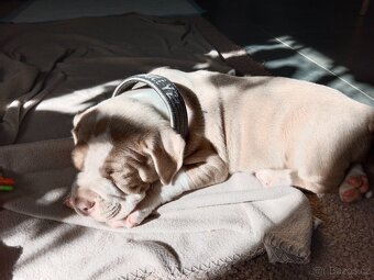 American Bully POCKET/Standard TOP krevní linie - 3