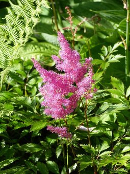 Astilbe, cechrava bila, ruzova, cervena - 3