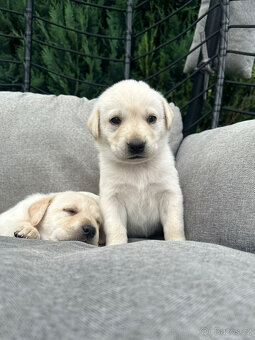 Labrador - 3