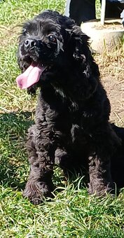 Americký kokršpaněl bez pp - 3