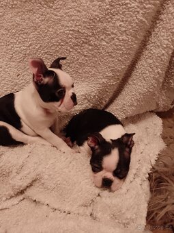 Bostonský teriér s PP FCI - 3