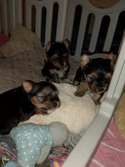 Jorkšírský teriér - 3