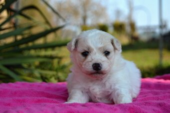 Bišonek Frisé s PP - 3