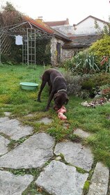 Čokoladový labradorský retrívr ke krytí - 3