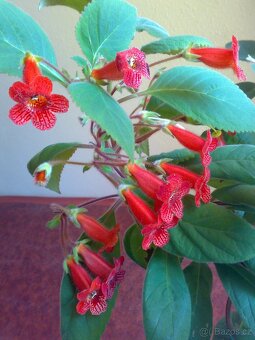 Kohlerie - Kohleria eriantha - rostlina - 3