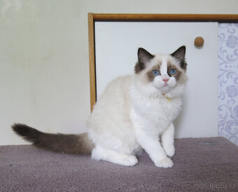 Ragdoll kocourci s průkazem původu - 3
