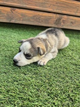 Sibiřský Husky - štěně - 3