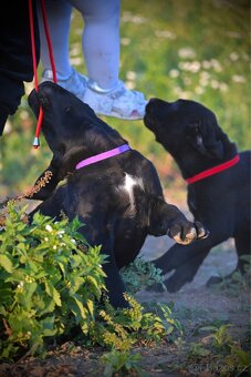 Štěňata Labrador-Labradorský Retrívr Fenečky - 3