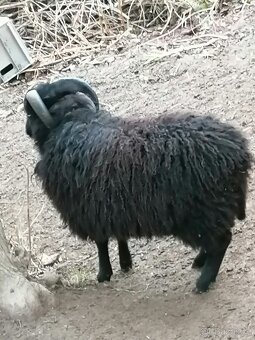 Ovce Quessantská beránek - 3