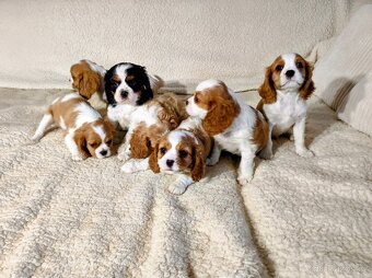 Kavalír king Charles španěl - 3