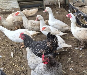 Kachna pižmová - 3