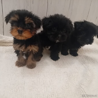 Jorkšírský teriér - 3