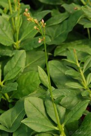 Šrucha latnatá - Talinum paniculatum - Semena - 0,1g - 3