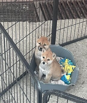 Shiba inu - 3