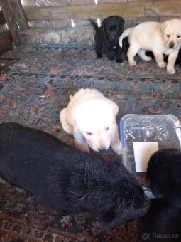 Labrador - 3