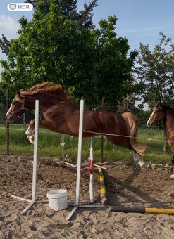 Krásný valašek Welsh pony of cob type C - 3