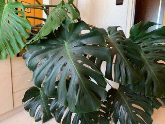 Monstera skvostná (Monstera deliciosa) - 3