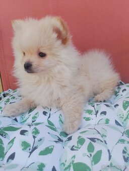 Pomeranian špic - 3