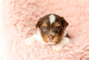 Biewer a Biro Yorkshire Terrier s PP, Jorkšír terier s PP - 3