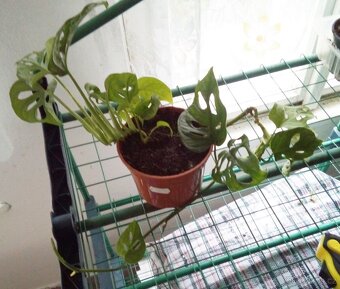 Pokojová Monstery Monkey Leaf - 3