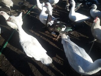 Vykrmené kachny pižmové - 3