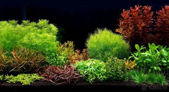 Realizace, revitalizace a údržba sladkovodních akvárií - 3