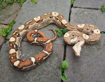 Boa imperator - Aztec Anery het VPI, VPI Jungle Aztec - 3