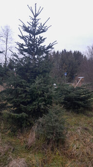 Chvojí jedle kavkazká - 3