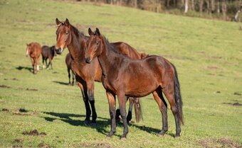 3letá klisnička po Eldorado - 3