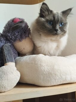 Nabízím kocoura Ragdoll ke krytí - 3