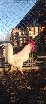 Kohout Leghorn - 3