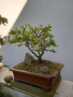 Skalník celokrajný bonsai - 3