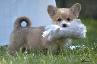 Welsch corgi pembroke s PP - 3