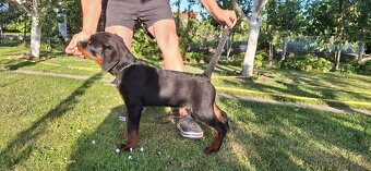 Predam steniatka rotvajlera,rottweilera,rotty,rtw. - 3
