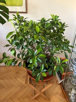 Fíkus Benjamin (maloplodý) - 3