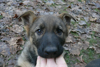 Štěňata německého ovčáka s PP - 3
