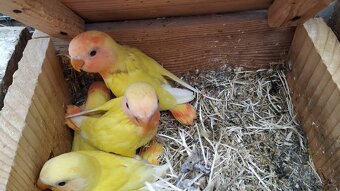 Agapornis ružovohrdly opalin - 3