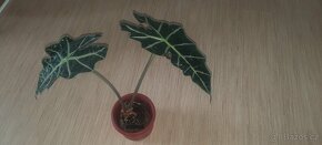 Alocasia Polly - 3