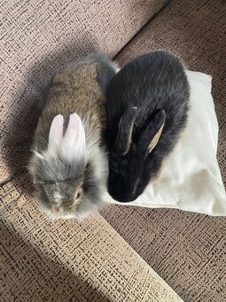 Zakrslý králík - 3