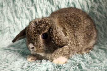 ⭐️ Vánoční ⭐️ Zakrslý beránek 🍀 S2 🍀 - 3