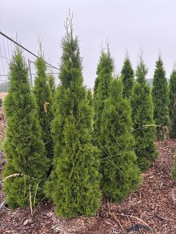 Túje Smaragd na živý plot - 3