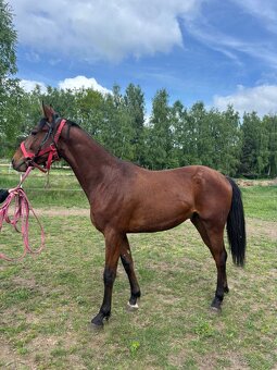 Malopolský valach, 3 - 3