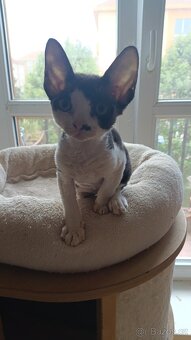 Devon Rex - koťátko bez PP - 3