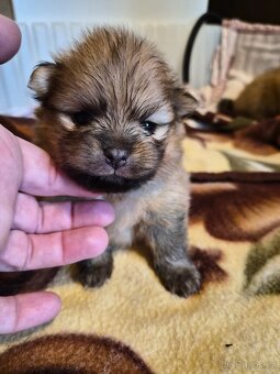Pomeranian - 3