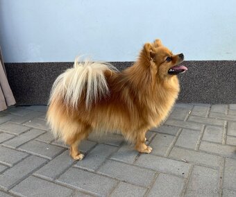 Německý špic malý - fenky s PP - 3