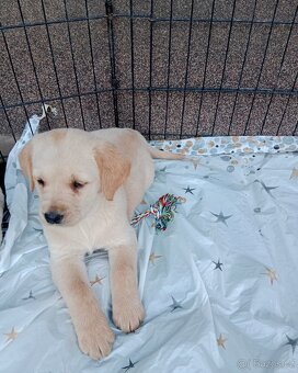 Labradorský retrívr/retriever - 3
