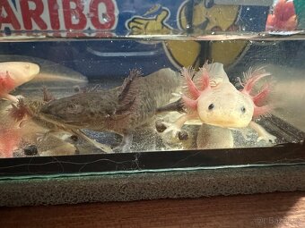 Axolotl mexický- vodní dráček - 3